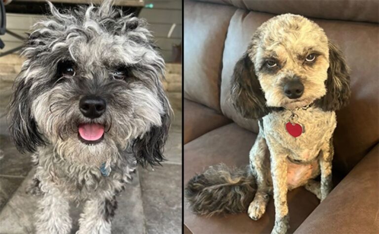 怒ってはるわ。同じ犬とは思えない！ヘアカットビフォア・アフター