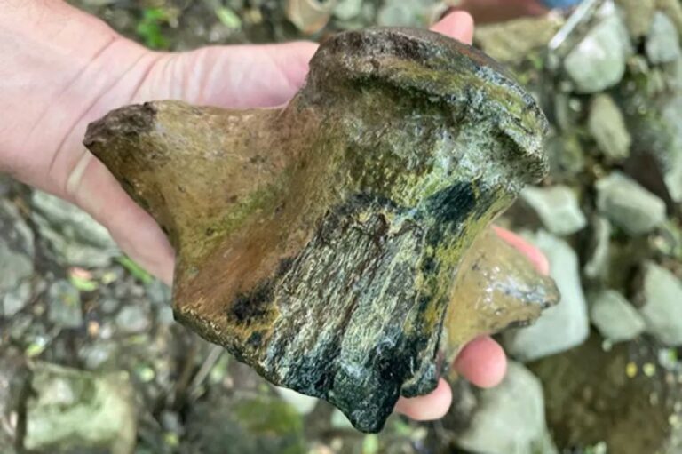 全長9メートル以上！ミシシッピ州で過去最大のモササウルスの化石を発見
