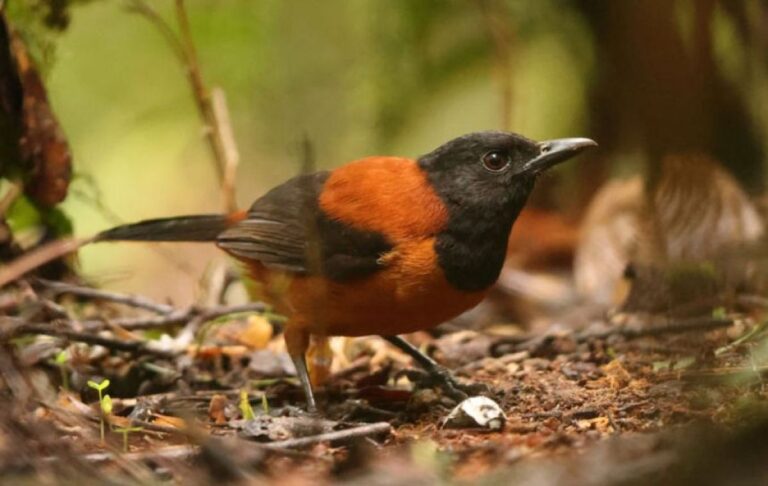 その毒どうした？猛毒を持つ鳥、ニューギニアの「ズグロモリモズ」の秘密