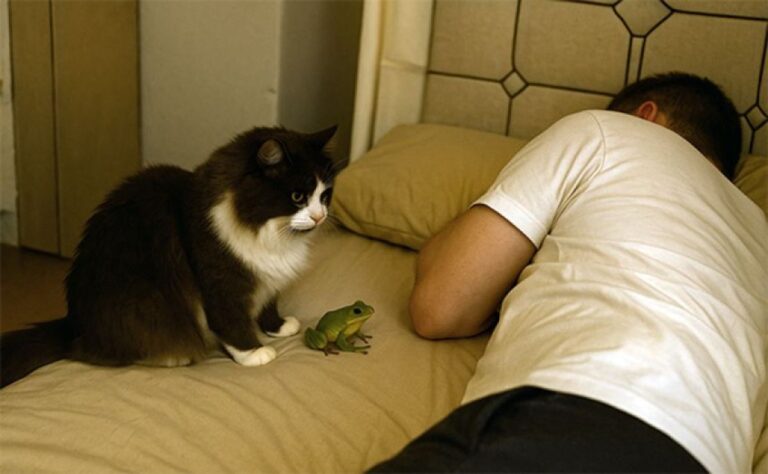猫が飼い主の枕元に生きたカエルをプレゼント。飼い主の反応は？
