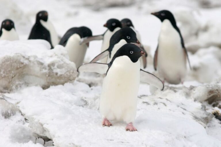 ペンギンのフンが南極を気候変動から守る、地球を冷やす効果を確認