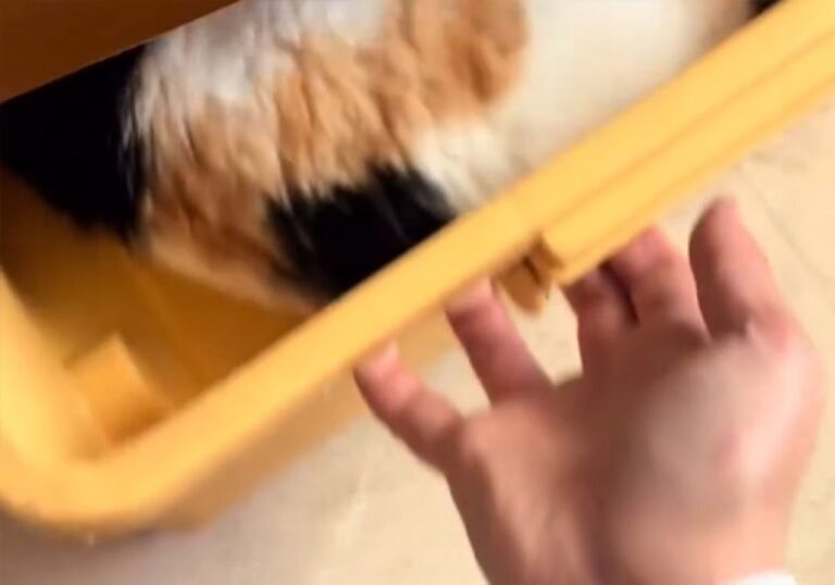 ベッド下の引き出しを開けたら、猫とセロトニンがあふれ出した！