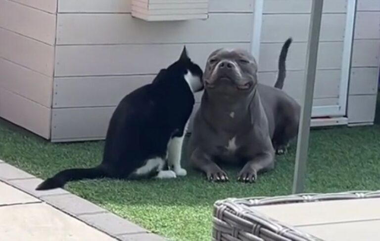 こんな動画だけ見ていたい！猫にグルーミングされ、とろけそうな表情の犬