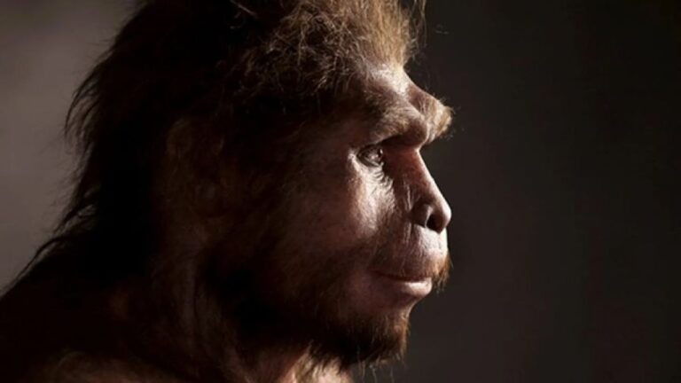 インドネシアの海底でホモ・エレクトスの化石を発見、絶滅した人類の謎が明らかに