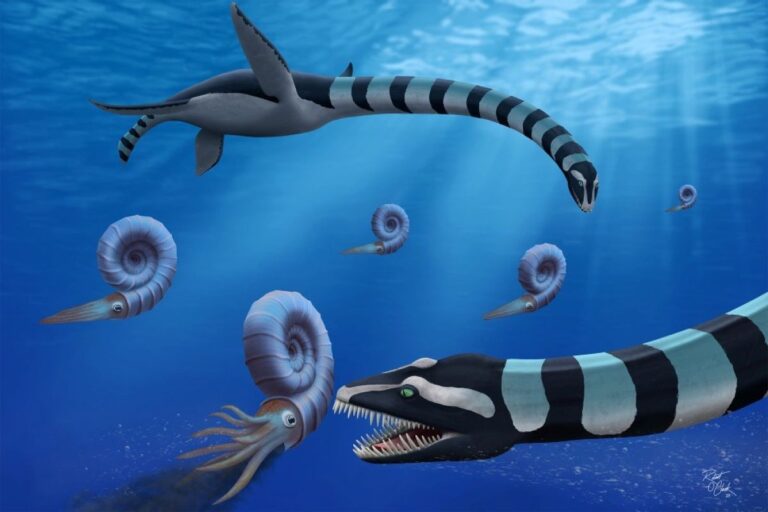 恐竜時代を生きた8500万年前の海生爬虫類が新種として正式認定される
