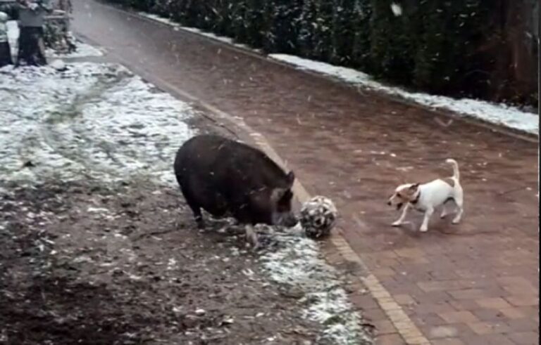 ブタと犬が仲良くサッカーボールで遊んでいるやさしい世界