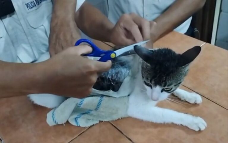 麻薬の運び屋は猫だった！刑務所に侵入しようとした猫が保護される