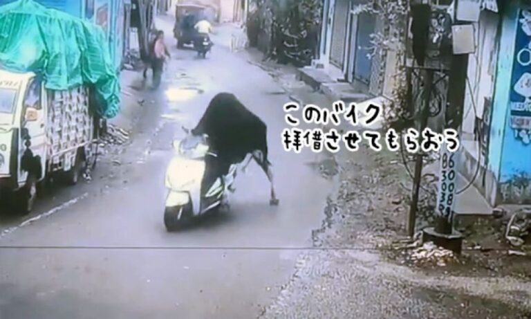 野良牛が盗んだバイクで走り出すシュールな光景（オンリーインド）