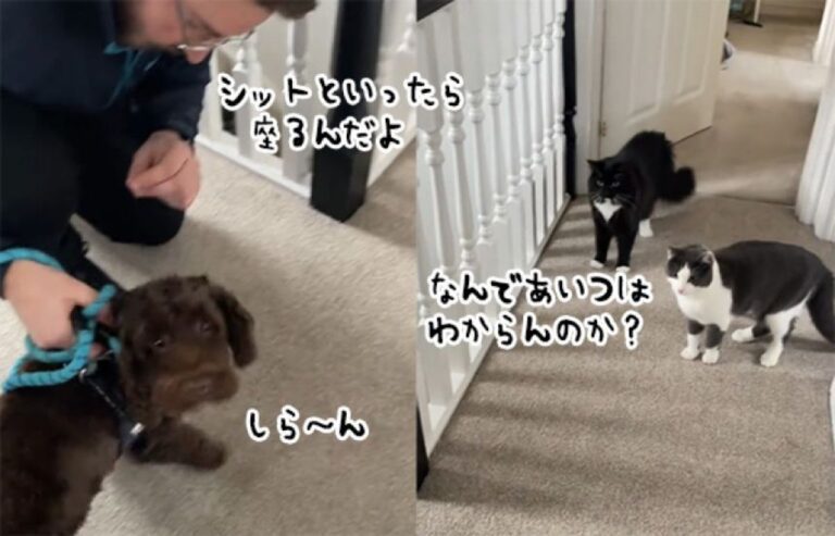 なんでわからんのにゃ？お座りを覚えない犬にお手本を示す2匹の猫