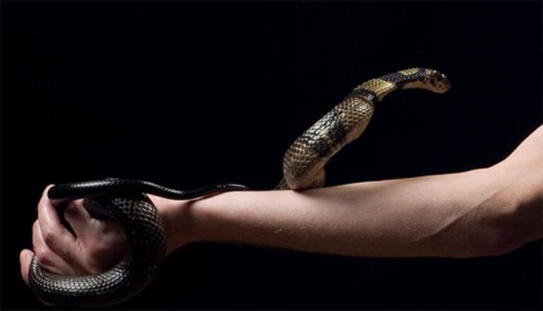 856回毒ヘビに咬まれることで抗体を獲得した男性、その血液が超解毒薬の開発につながる