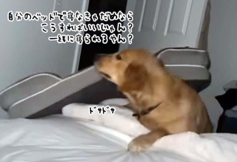 飼い主と一緒に寝たいけど、自分のベッドで寝ろと言われる犬、画期的な方法を思いつく