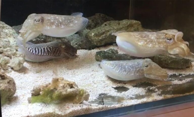 イカは腕を振って仲間とコミュニケーションをとっている可能性、しかも何パターンもある