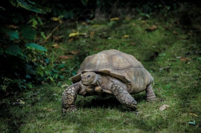 数か月行方不明だったペットの亀、冬眠から目覚め、自宅から1.6kmの場所で発見