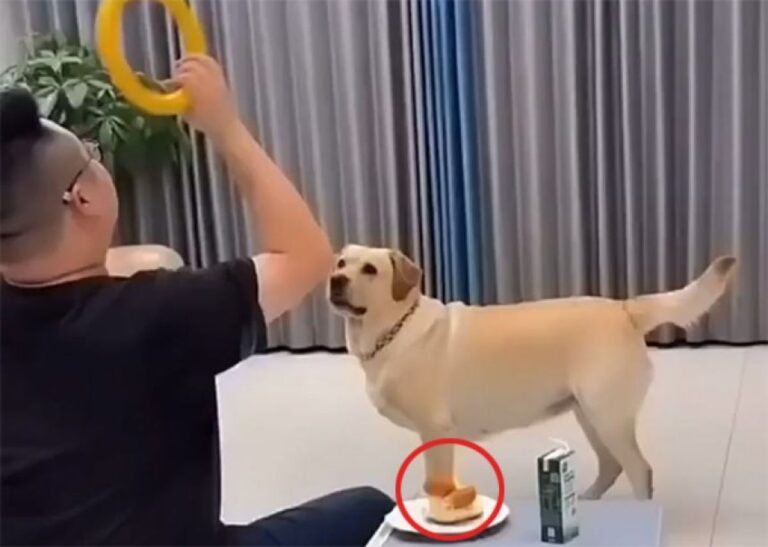 犬はそのチャンスを待っていた！そして確実にものにした