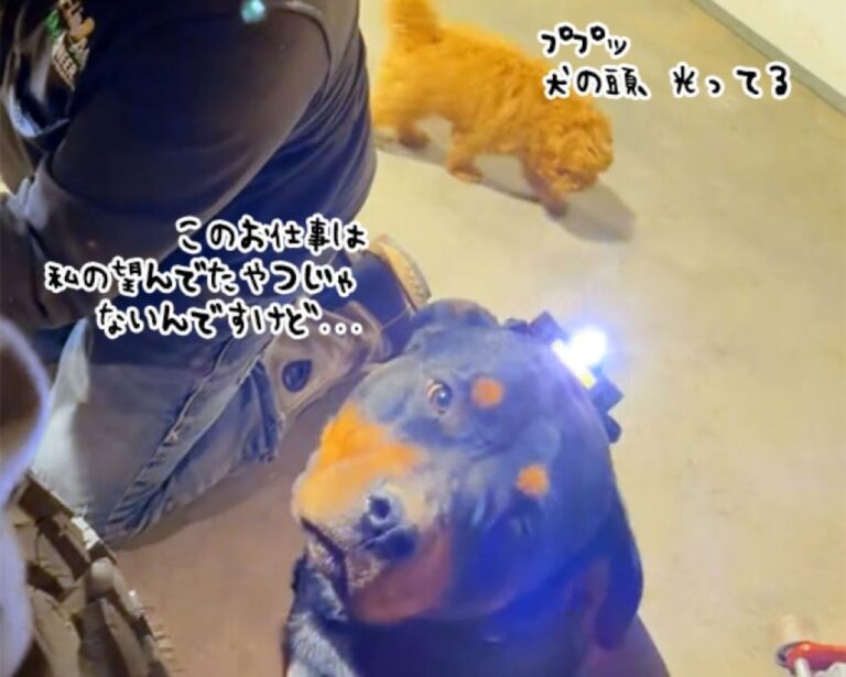 これ望んでた仕事じゃない…頭にライトをつけられ照らす係を任された犬の不満