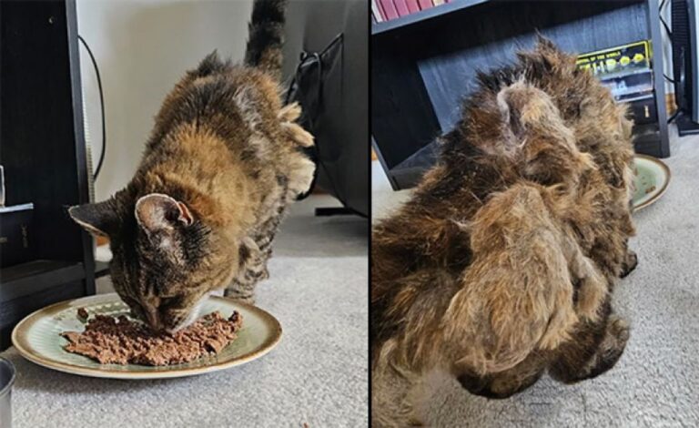 毛玉だらけでボロボロだった猫、マイクロチップで悲しい過去を知った男性が永遠の家族に