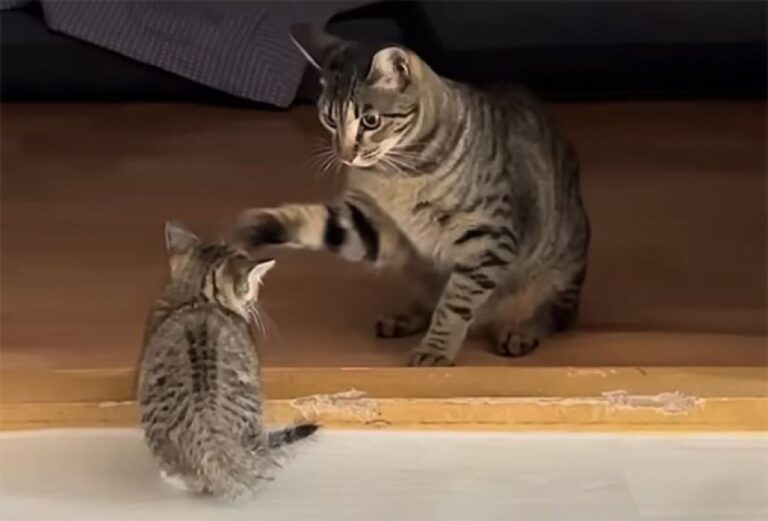 子猫を猫パンチしたら犬がすっとんできた！