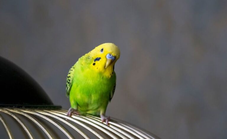 カーペットに草生える！インコがはからずも、家庭菜園をはじめちゃってた件