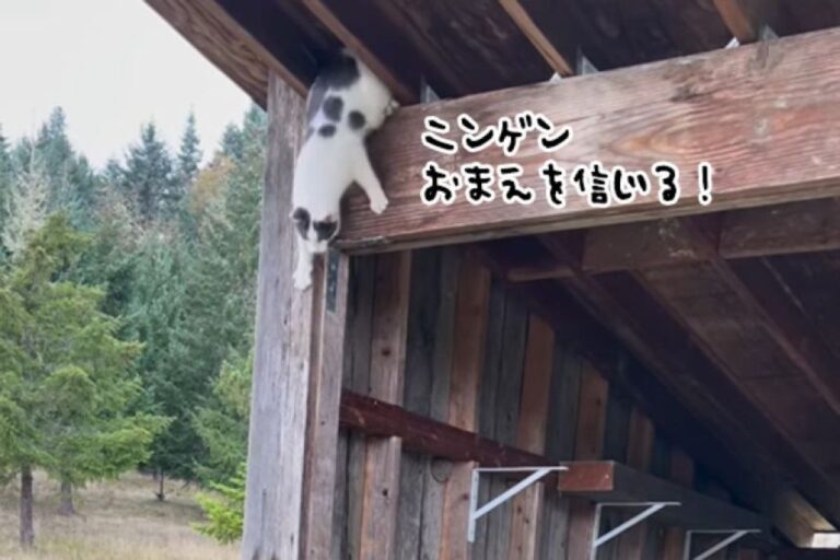 おまえを信じるニャ！高いところから降りられなくなった猫がパパにダイブ、無事救助