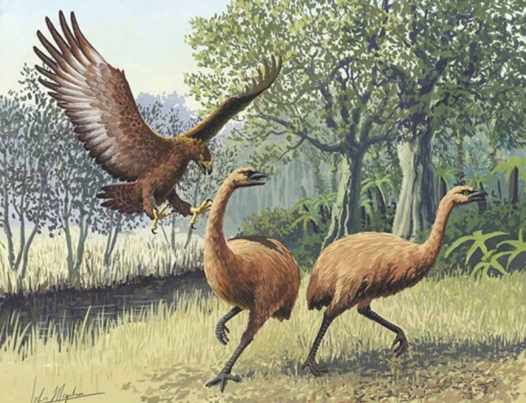 モアの絶滅と共にほろんだ史上最大のワシ、ニュージーランドの「ハーストイーグル」
