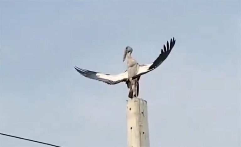 何かを召喚しているのか？それとも操っているのか？電柱の上でものすごいオーラを放つ鳥