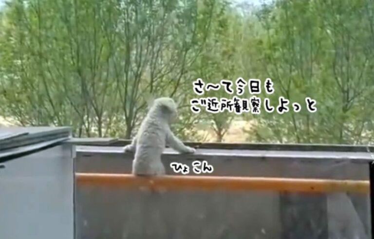 ひょこんと手すり棒に座り、景色を眺める犬の姿がかわいすぎた！