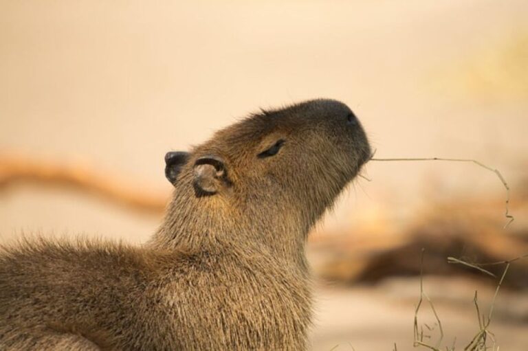 カピバラが脱走後40日以上経過、中国の動物園が懸賞付き指名手配で住民に協力を呼びかけ