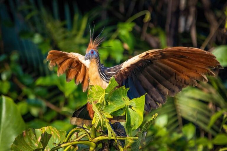 強烈な悪臭を放つことで生きのびてきた南米の鳥「ツメバケイ」とは？