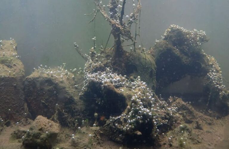 ニューヨークのヘドロまみれの運河では、微生物が汚染物質を食べる進化を遂げていた