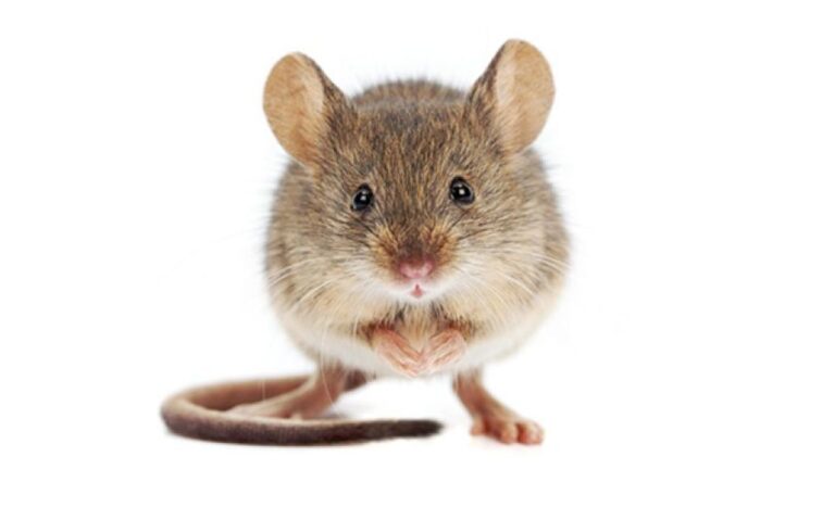 臆病なネズミほど問題解決能力に優れていることが判明、その理由は粘り強さにあった