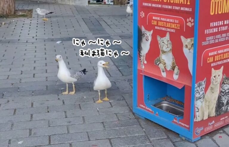 ひらめいた！猫餌自動販売機の近くで「ニャ～」と鳴いて猫偽装するカモメ（トルコ）