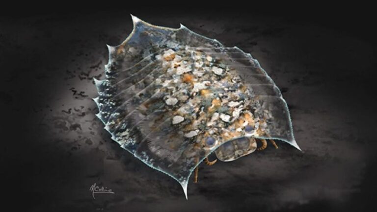 5億年前の奇妙な節足動物の100年にわたる謎を解明、脚があって脱皮をしていた