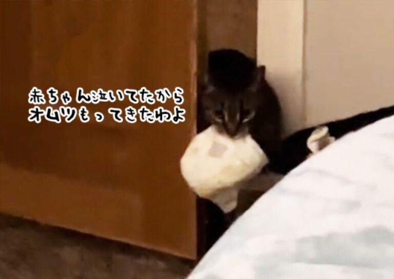 はいオムツ！人間の赤ちゃんが生まれた後、積極的に育児を手伝ってくれる猫