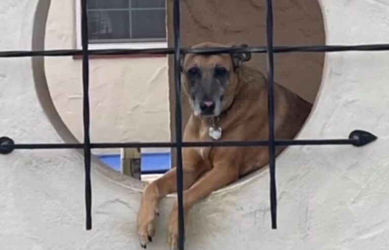 数日間姿を見せない犬を心配し、見知らぬ家のドアベルを鳴らした男性の思い