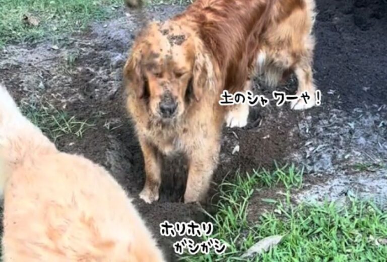むしろご褒美？顔面に土をかけられても動かないゴールデン、大好き穴掘り遊び