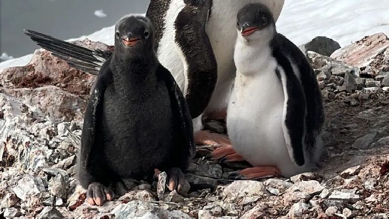 黒かわいい、ジェンツーペンギンのヒナの珍しい黒変種を南極で発見