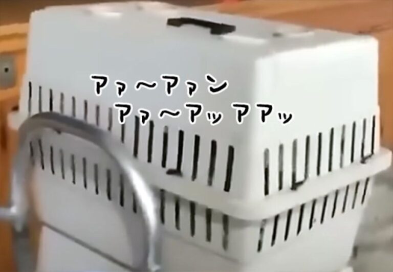 キャリーの中で泣き叫ぶ子供の声がリアルすぎて通報待ったなし？だがその正体は（要音声）