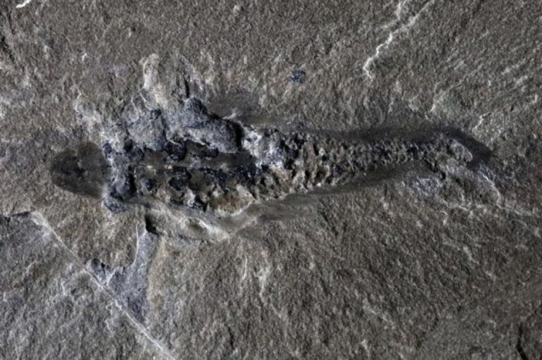 5億600万年前の3つ目の古生物の化石を発見、怪獣「モスラ」にちなんだ名がつけられる