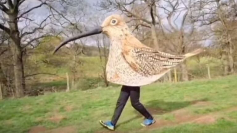 絶滅危惧種の鳥のことを知ってほしい！ダイシャクシギの被り物で約87kmを歩き続けた男性