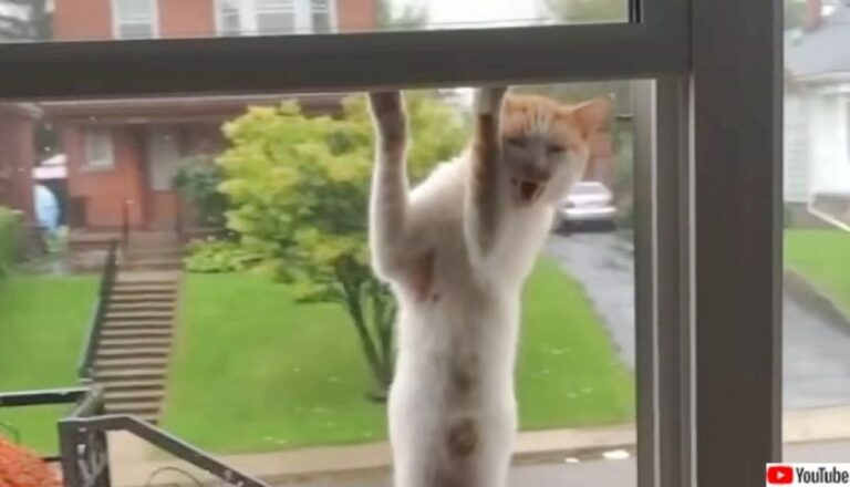 海外NNN案件。窓辺にやって来たオスの野良猫が子育て上手な保育士猫に大変身