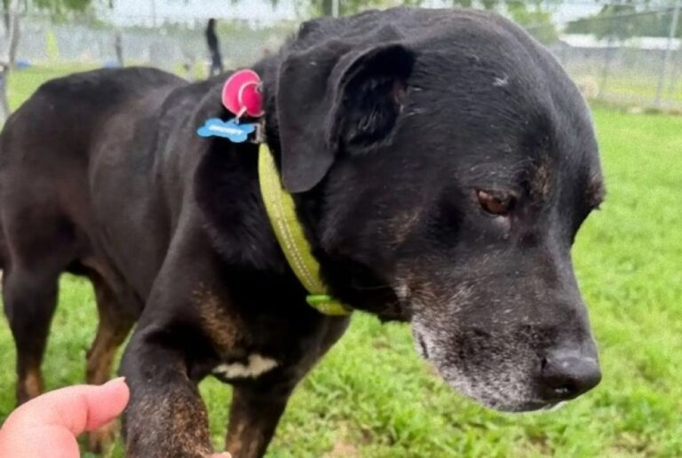 捨てられて一度はシェルターに戻った犬だが、今度こそ素晴らしい家族のもとへ