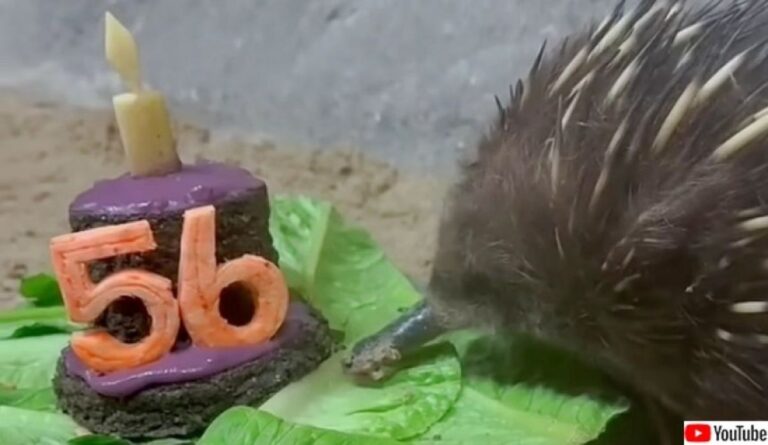 動物園で最年長のハリモグラ、56歳の誕生パーティーを特製のケーキで祝ってもらう