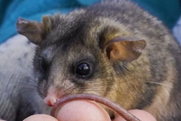 うれしいニュース。絶滅危惧種、ブーラミスの生息数が子供たちの協力で回復中