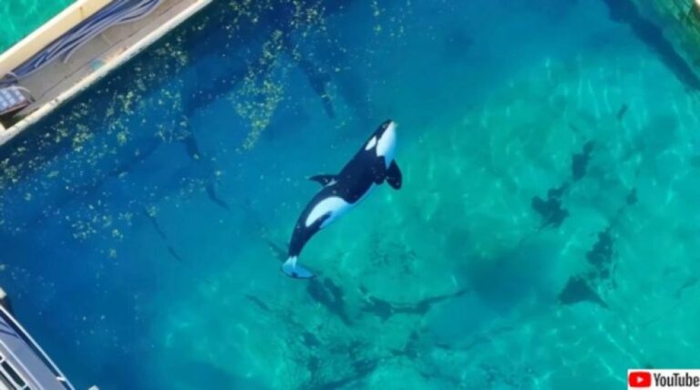 閉鎖された水族館に取り残されたシャチとイルカ、その行く末は？（フランス）