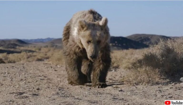 ひとりぼっちで水を求めて160km。モンゴルの希少種「ゴビヒグマ」の過酷な旅