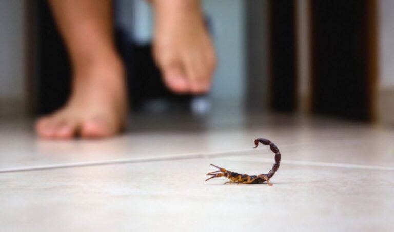 サソリがブラジルで急増、刺傷数は過去最大に。都市部に忍び寄る毒針の脅威