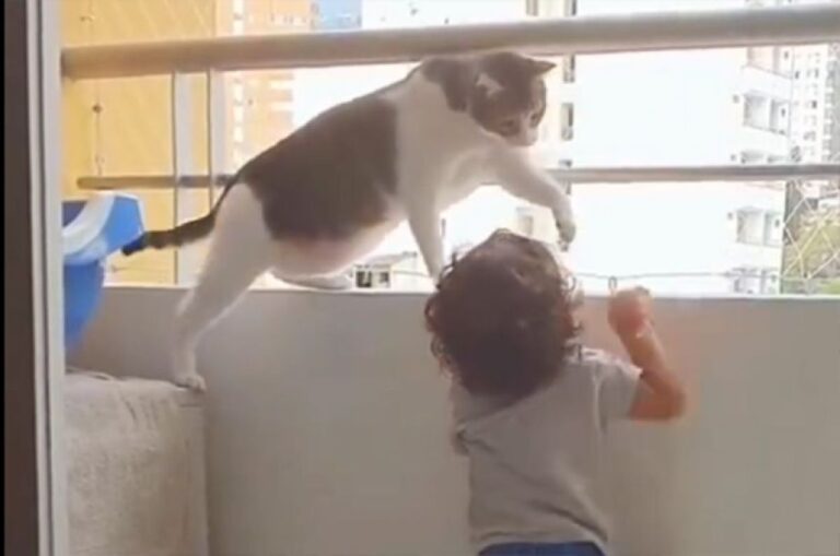 人間の赤ちゃんや子供を守ろうとする猫の映像総集編