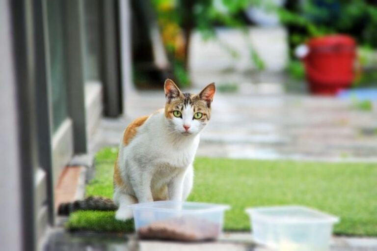 隣人の飼い猫に餌を与え家に入れていたおばあさんが告訴されるも衝撃の結末が！（スイス）