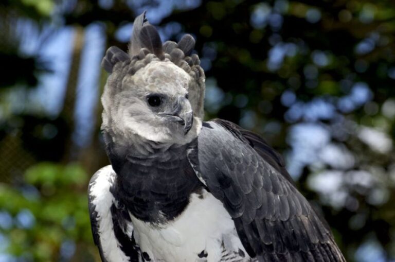 うれしいニュース！メキシコでは絶滅したと思われていたオウギワシが再発見される
