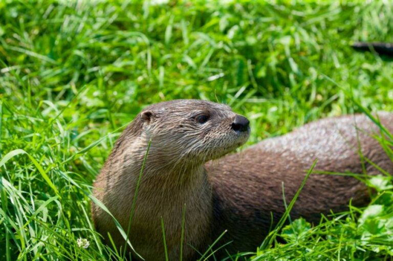 うれしいニュース。テキサス州で長年姿を消していたカナダカワウソを再発見